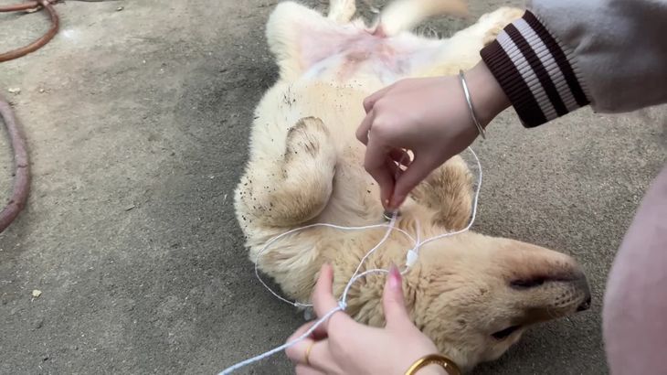 [抖音六六]助眠哄睡ASMR视频集 87